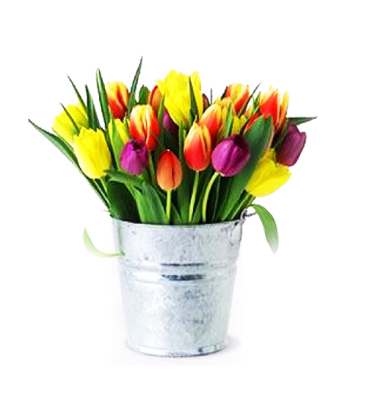 30 Tulipanes en Florero Galvanizado Primaveral